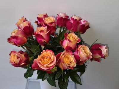 Fairtrade Rosen