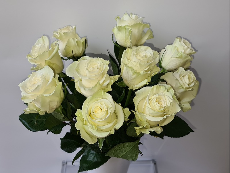 Fairtrade Rosen