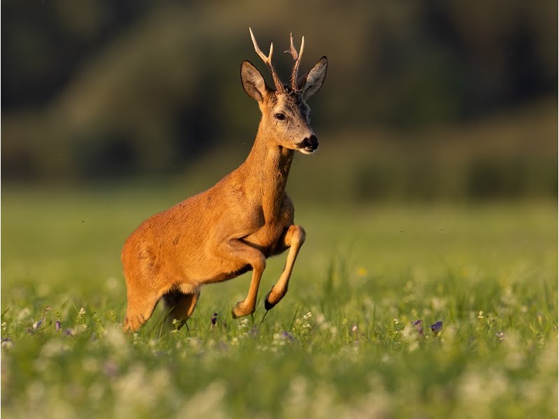 Die Maibock Saison ist eröffnet